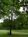 honey locust